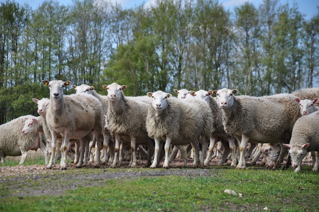 Moorschnucke schapen